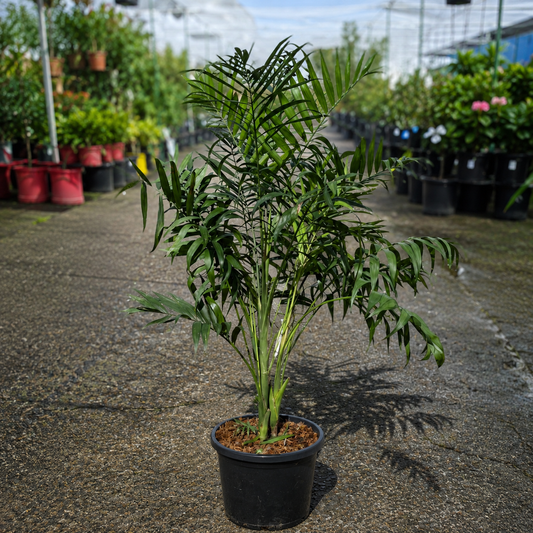 Healthy Chamaedorea elegans Parlour Palm plant from The Nurso with lush green fronds and slender stems in a decorative pot.