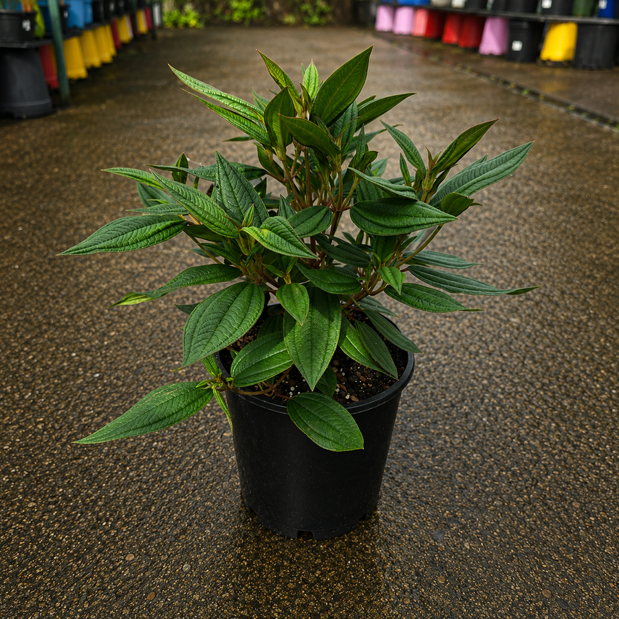 Dwarf Tibouchina ‘Peace Baby’ shrub from The Nurso with vibrant purple flowers and lush green foliage.
