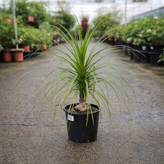 Beaucarnea recurvata Ponytail Palm potted plant by The Nurso with long, arching leaves and a thick, bulbous trunk in a decorative pot.