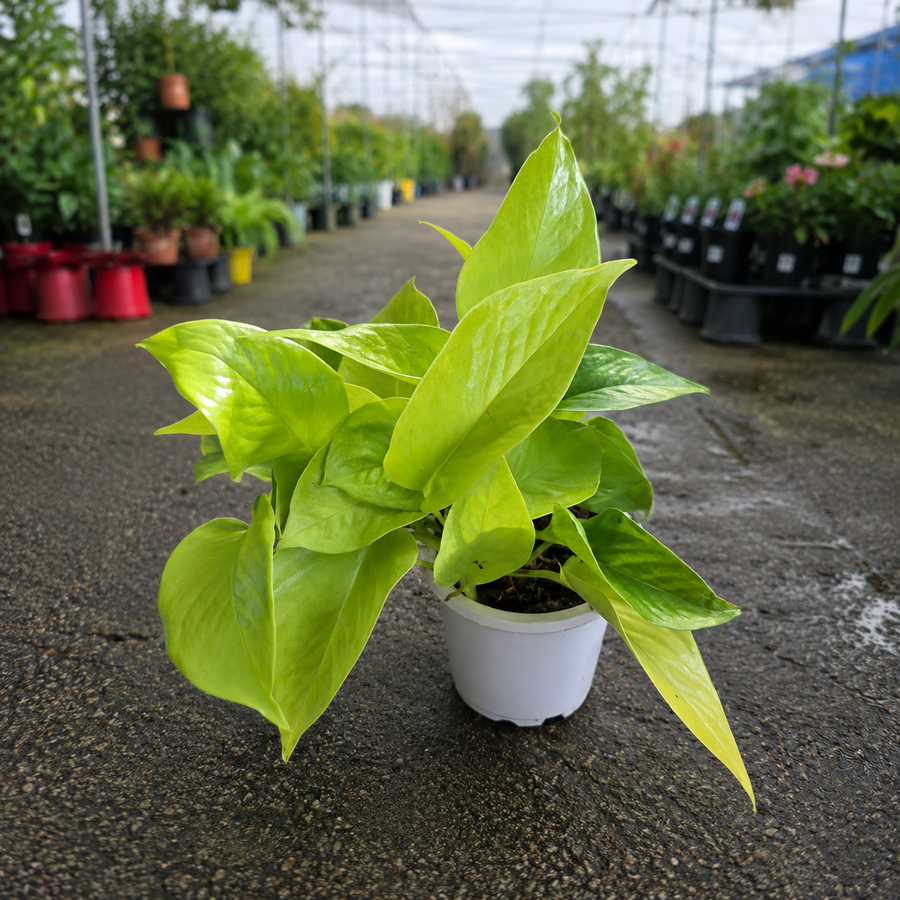Epipremnum aureum 'All Gold' (All Gold Pothos)