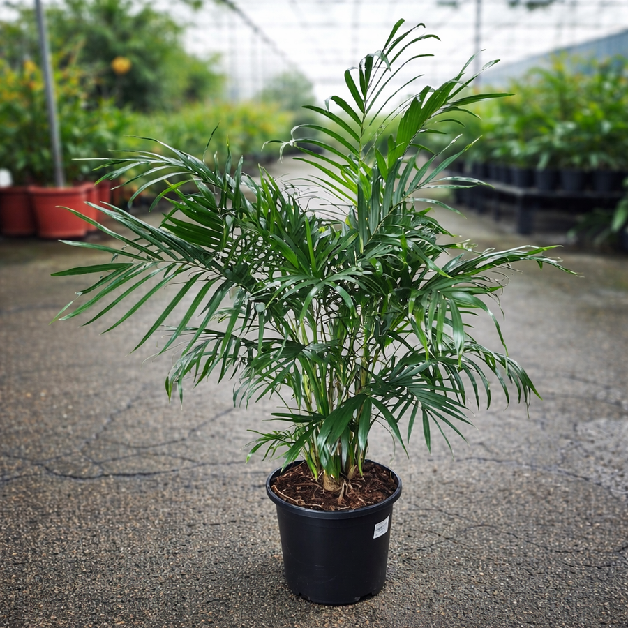 Chamaedorea atrovirens Cascade Palm from The Nurso, showing lush green fronds with slender stems on a neutral background.