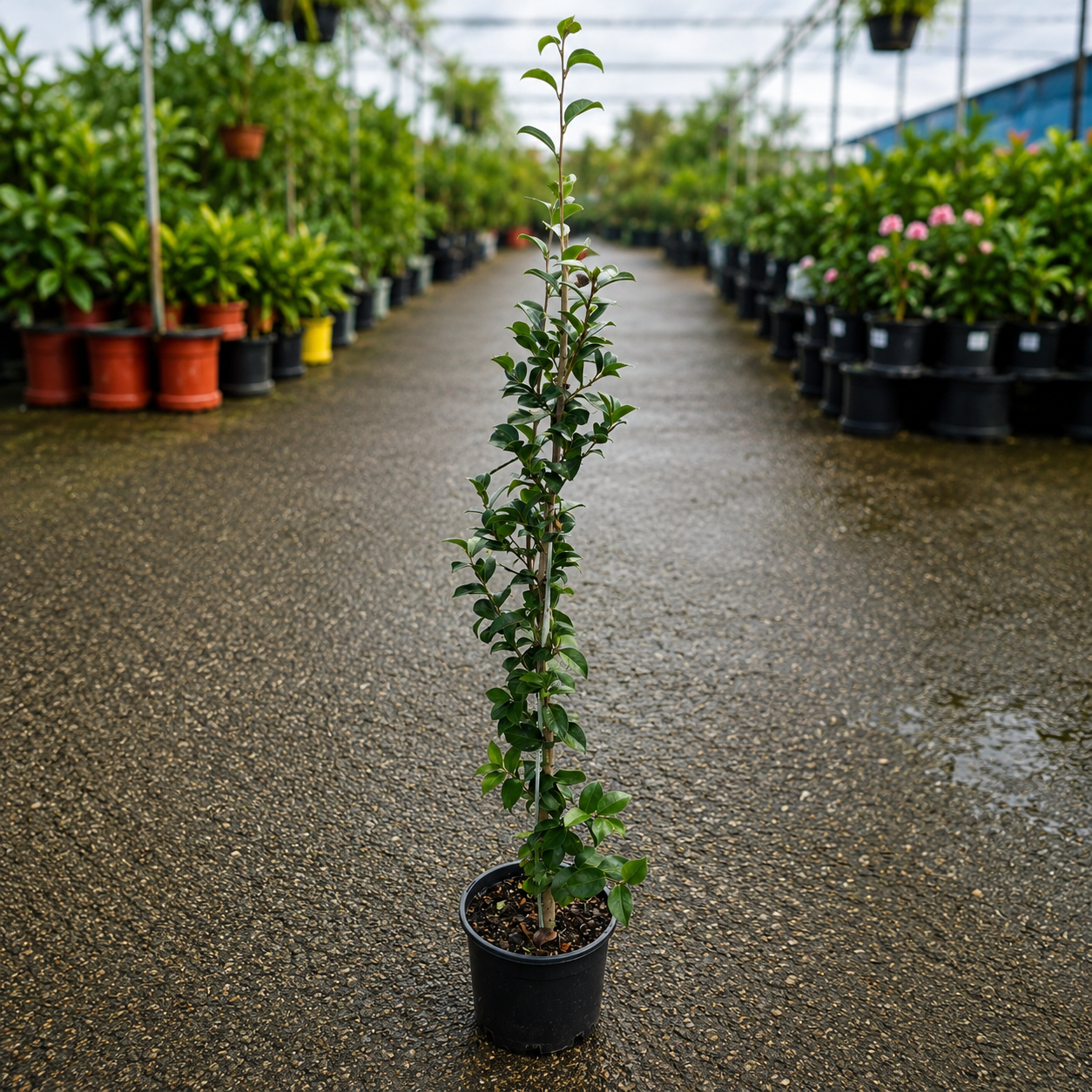 Camellia Rose Ann