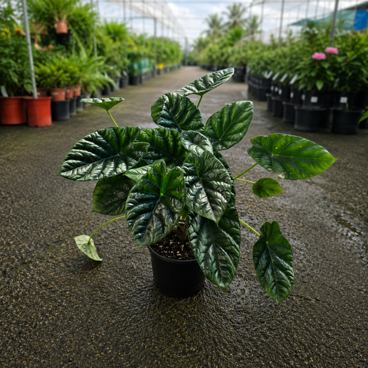 Alocasia sinuata (Quilted Dreams Alocasia)