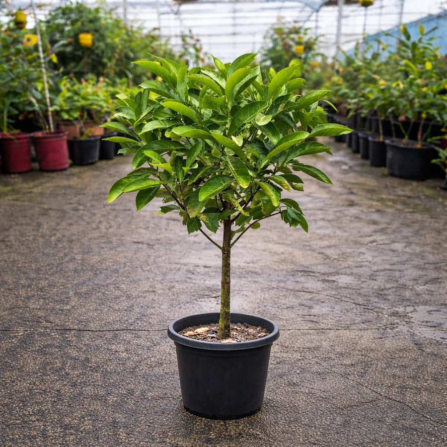 Atractocarpus fitzalanii plant from The Nurso, featuring lush green foliage and broad leaves in a natural setting.