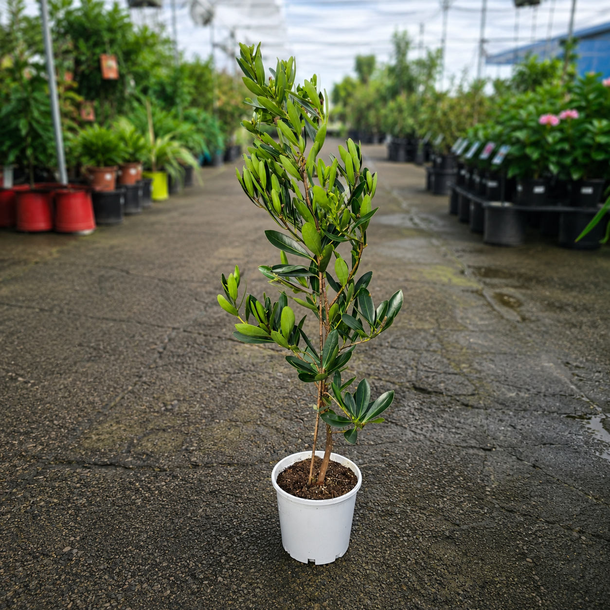 Gordonia axillaris Fried Egg Plant