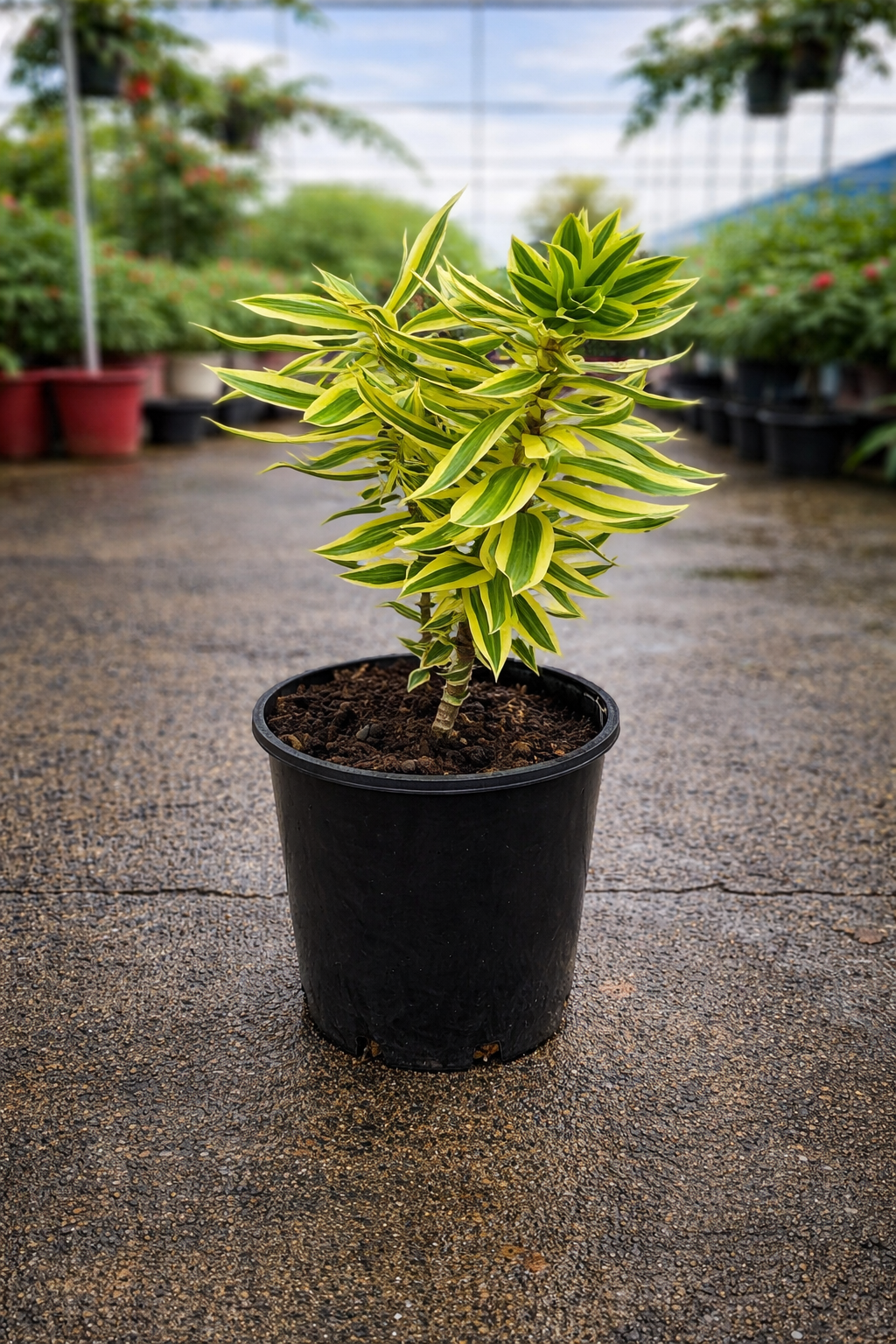 Dracaena reflexa ‘Song of India’ houseplant by The Nurso with vibrant green and yellow variegated leaves