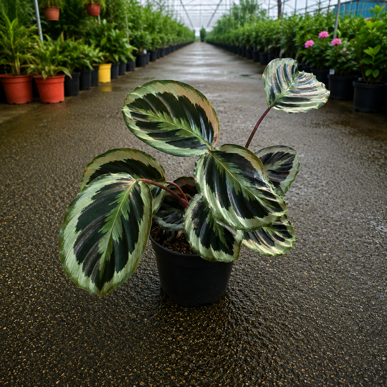 Calathea ‘Jungle Rose’