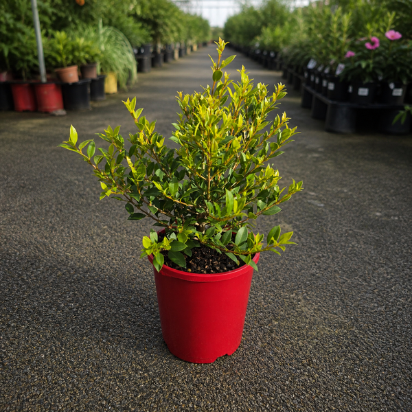 Syzygium Tiny Trev plant by The Nurso with vibrant green leaves and small new growth in a natural outdoor setting.