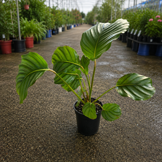 Calathea orbifolia