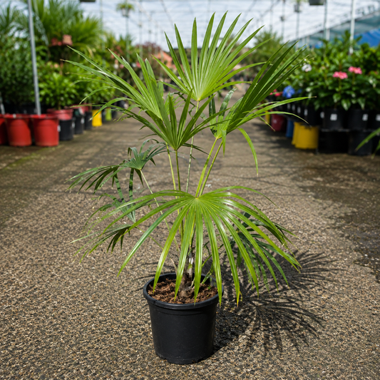 Silver Thatch Palm (Schippia concolor) by The Nurso showing lush, green fronds with a silver-gray hue in a natural outdoor setting.