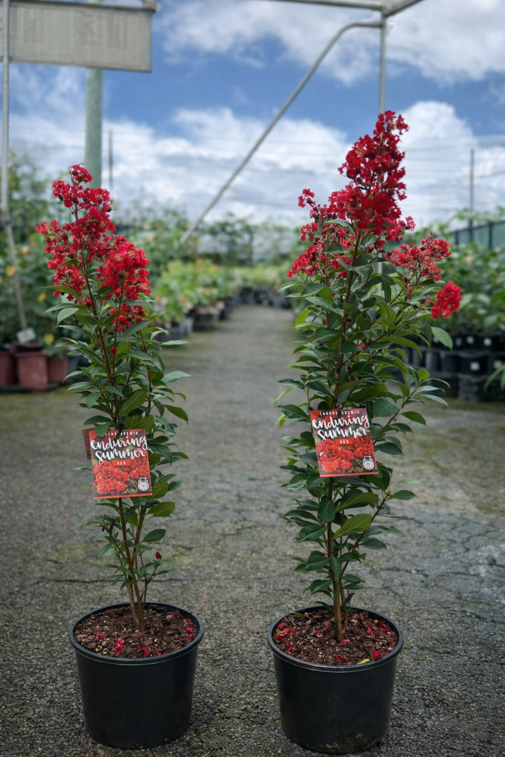 Lagerstroemia ‘Summer Red’ Crepe Myrtle tree with vibrant red blossoms and lush green foliage, cultivated by The Nurso.