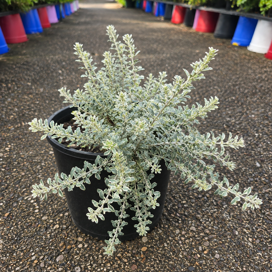 Westringia Smokey