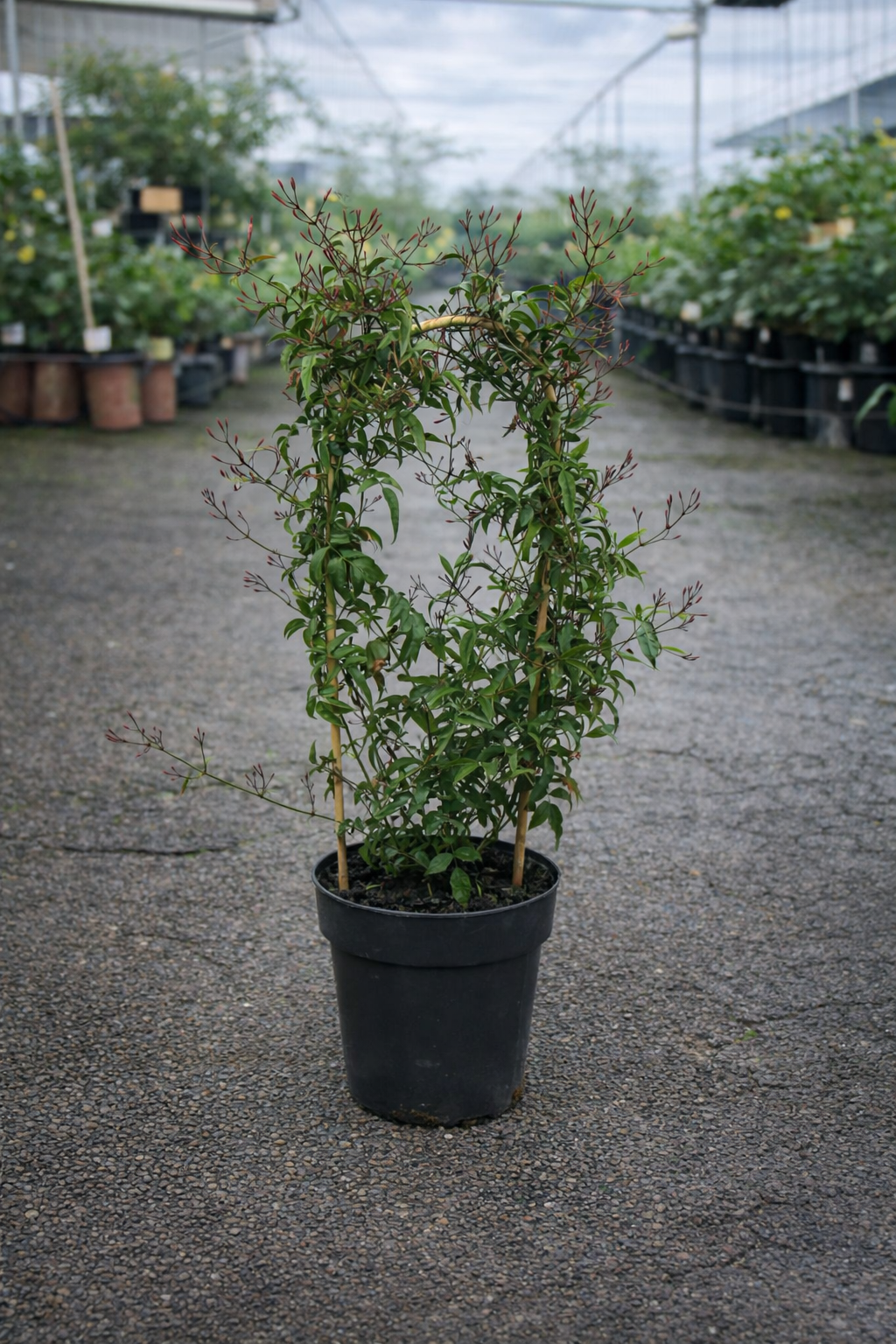 Pink Jasmine flower from Jasminum polyanthum by The Nurso, showing delicate pink blossoms on green foliage.