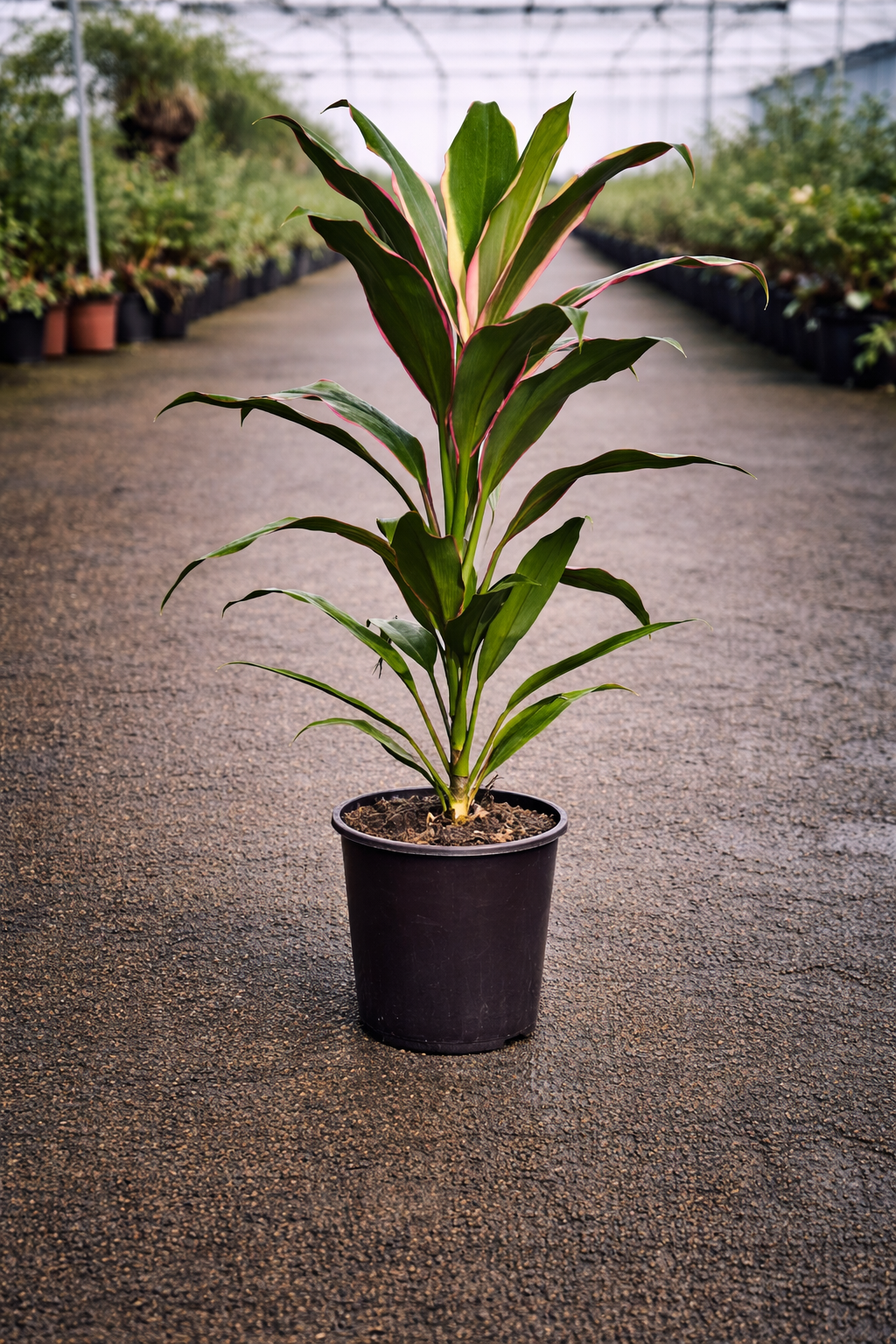 Variegated Cordyline ‘Kiwi’ tropical plant by The Nurso with green and cream striped leaves, potted in a decorative container