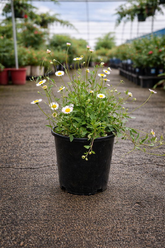 Pink and white Erigeron karvinskianus flower from The Nurso with delicate petals and green foliage.