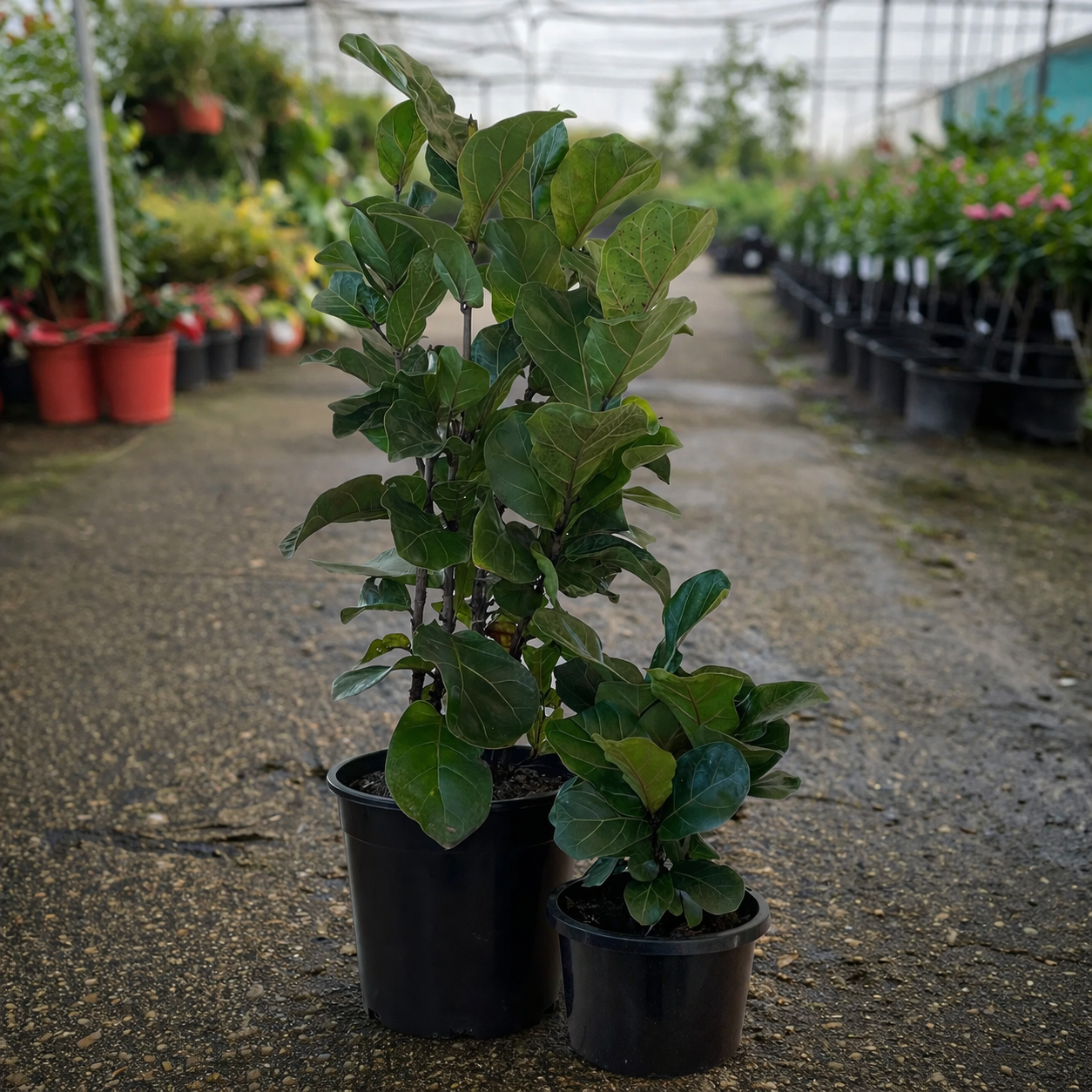Dwarf Fiddle Leaf Fig (Ficus lyrata ‘Bambino’) from The Nurso, showing lush green leaves and compact growth in a modern pot.