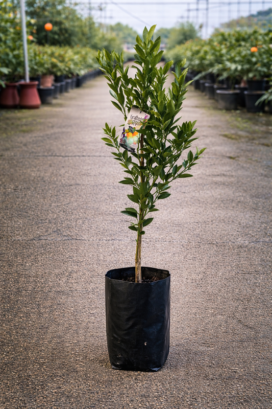 Healthy Citrus japonica kumquat tree from The Nurso with vibrant green leaves and ripe orange kumquats on the branches.