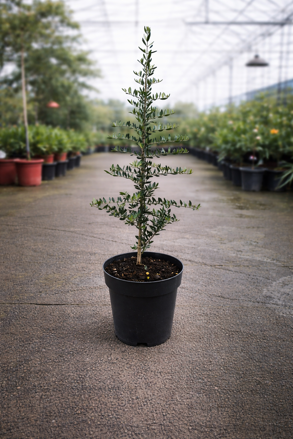 Dwarf Olea europaea ‘Bambalina’ olive tree by The Nurso, showing compact evergreen foliage and a sturdy trunk.