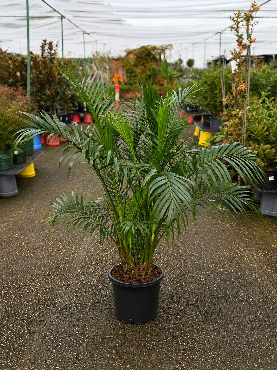 Green Chamaedorea cataractarum (Cat Palm) from The Nurso with lush fronds and slender stems in a natural indoor setting.
