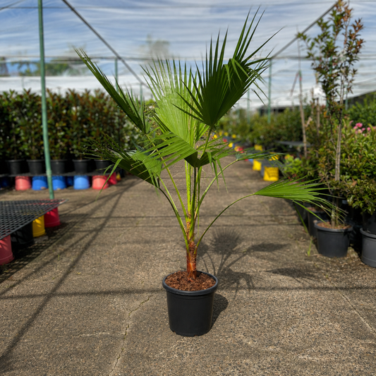 The Nurso Washingtonia robusta Mexican Fan Palm with tall trunk and lush fan-shaped fronds in a landscaped setting.