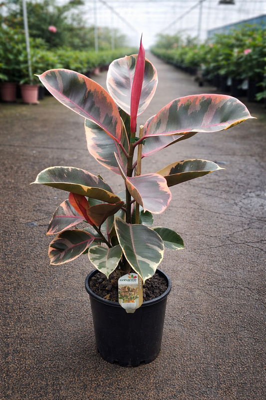 Ficus elastica ‘Ruby’ rubber plant with large dark green and reddish leaves, potted in a modern container.