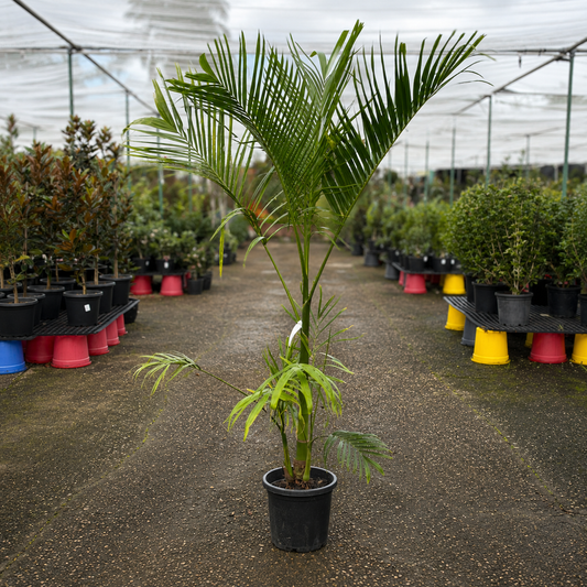 Areca laosensis (Laos Areca Palm) from The Nurso with lush green fronds and slender trunk, indoor tropical plant.