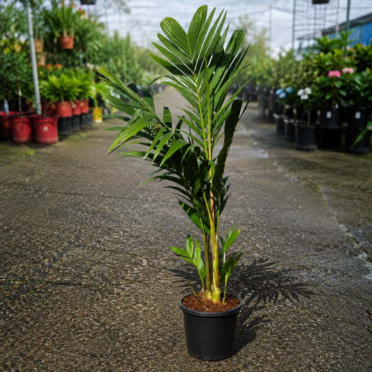 Pinanga coronata Ivory Cane Palm from The Nurso, showing lush green fronds and slender trunk in a clear natural setting.