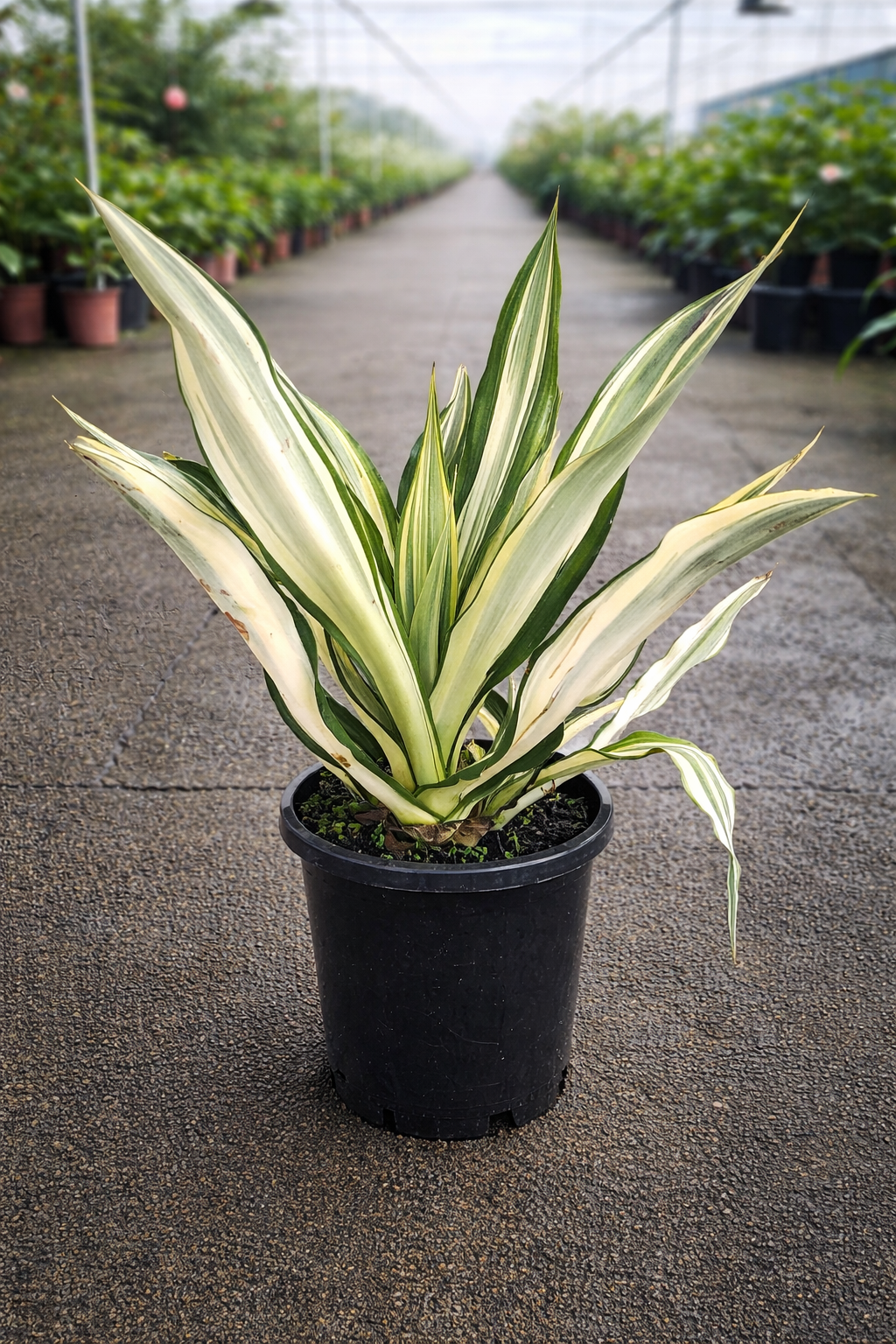 Variegated Mauritius Hemp plant Furcraea foetida ‘Variegata’ with green and cream striped leaves, grown by The Nurso.