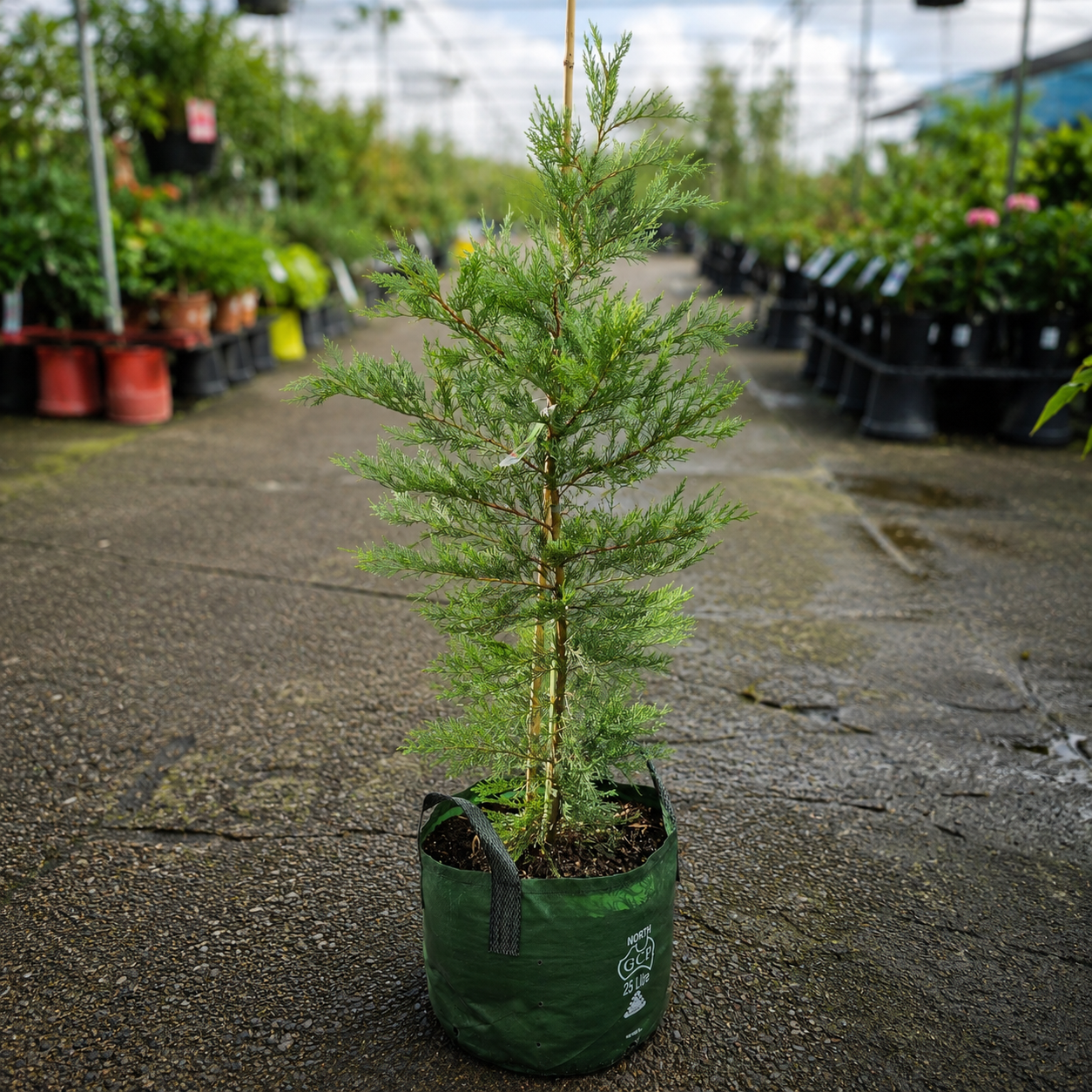 Healthy Cupressus Leighton Green conifer from The Nurso, showcasing vibrant green foliage and dense, upright growth.