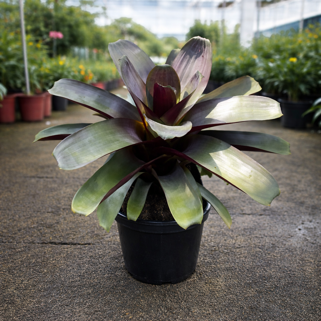 Alcantarea ‘Silver Plum’ giant bromeliad plant with silvery-green leaves and purple-tinged accents, from The Nurso.