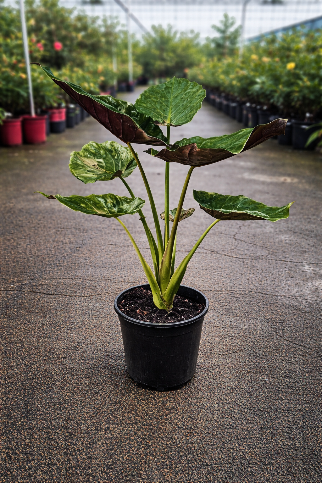 Alocasia wentii Elephant Ear plant from The Nurso with large, vibrant green leaves featuring prominent veins and a sturdy stem.