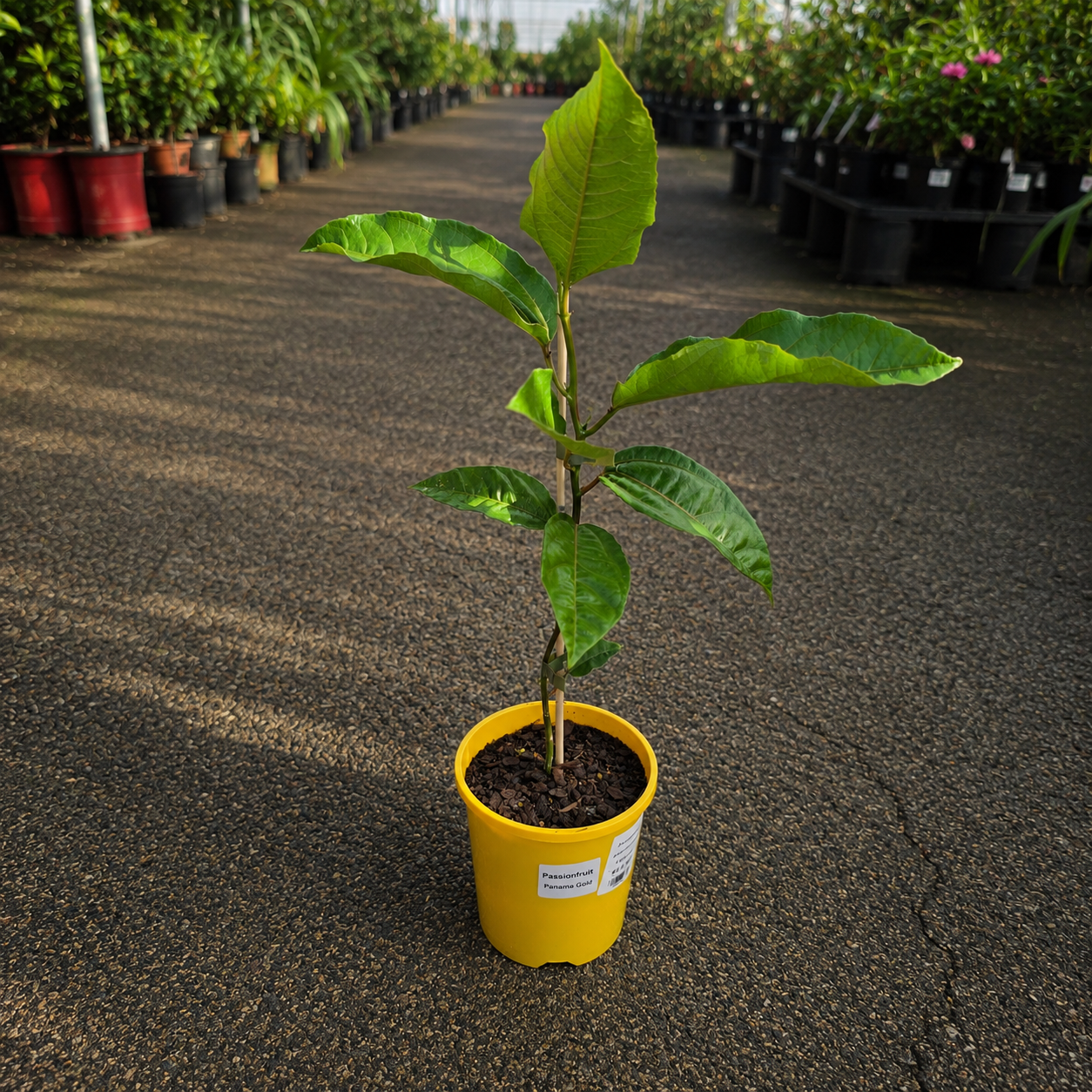 Passion Fruit Panama Gold by The Nurso, ripe and fresh tropical passion fruit with vibrant yellow skin and juicy interior.