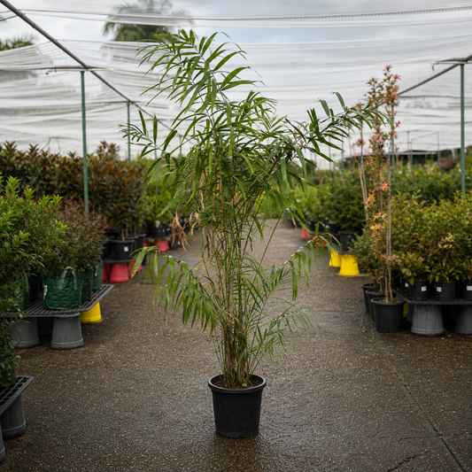 Ptychosperma microcarpum New Guinea Cluster Palm by The Nurso showing lush green fronds and cluster of slender trunk palms
