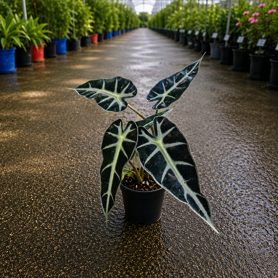 Alocasia x amazonica 'Bambino' (Bambino Alocasia)