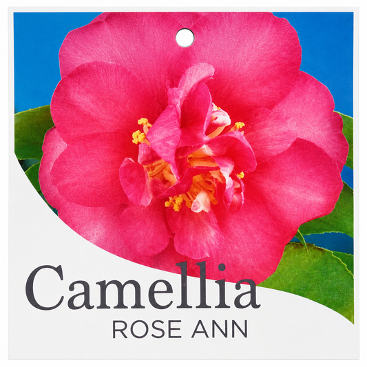 Camellia Rose Ann