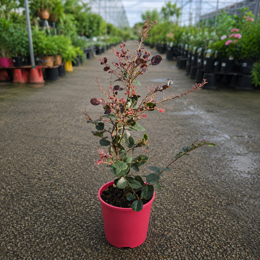 Loropetalum China Pink shrub with vibrant pink foliage and delicate fringe-like leaves, from The Nurso.