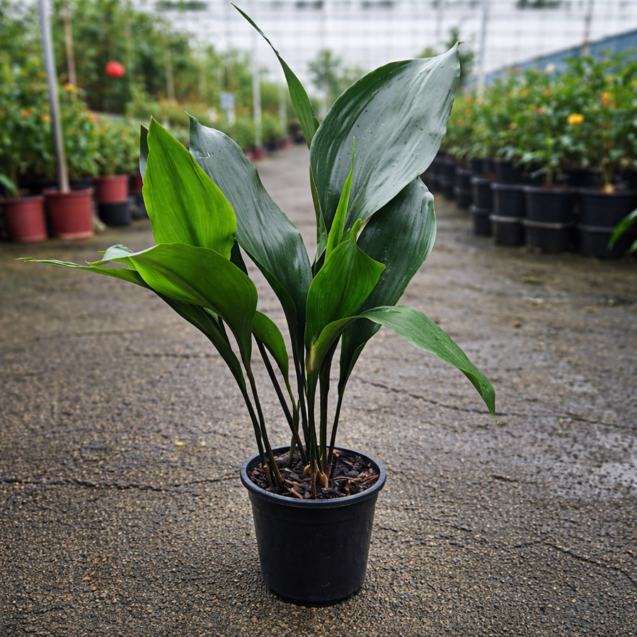 Aspidistra elatior (Cast Iron Plant) with broad green leaves, potted in a decorative container, showcased by The Nurso.