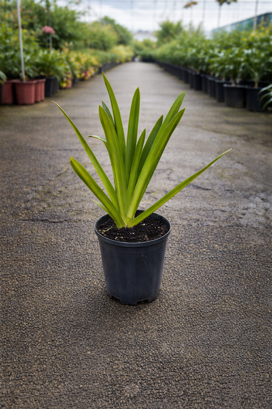 Agapanthus ‘Ever Sparkle’ compact lily of the Nile plant with vibrant blue flower clusters, grown by The Nurso.