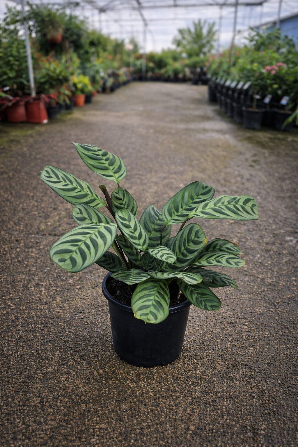 Healthy Ctenanthe burle-marxii, also known as Fishbone Prayer Plant, with vibrant green and patterned leaves indoors.