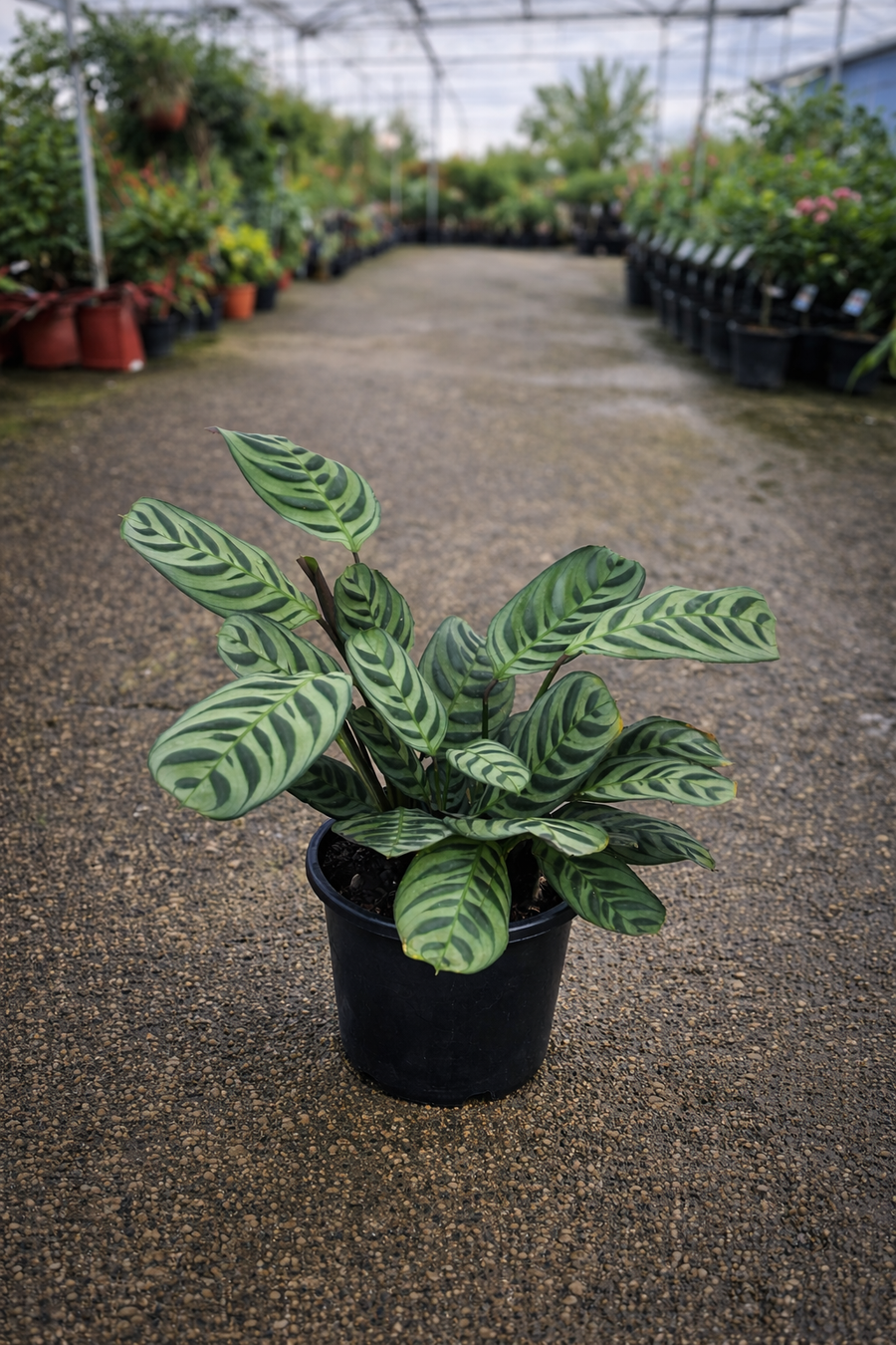 Healthy Ctenanthe burle-marxii, also known as Fishbone Prayer Plant, with vibrant green and patterned leaves indoors.