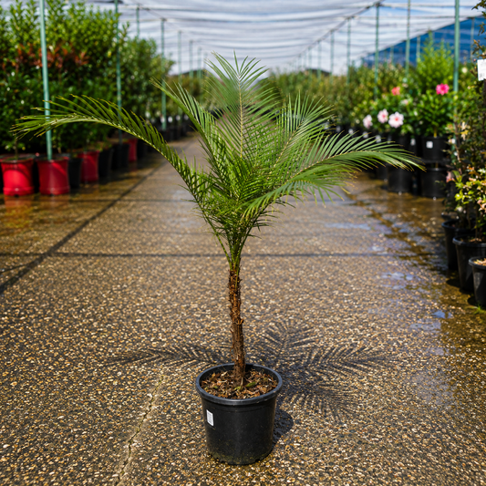 Lytocaryum weddellianum miniature coconut palm from The Nurso with lush green fronds and slender trunk, potted in a decorative container.