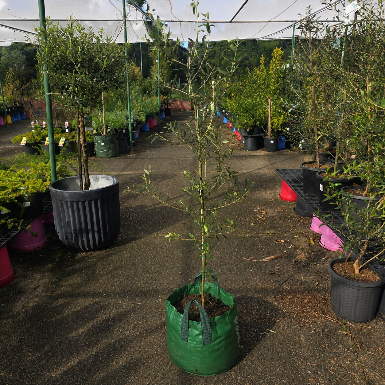 Olive ‘Frantoio’ (Olea europaea ‘Frantoio’)