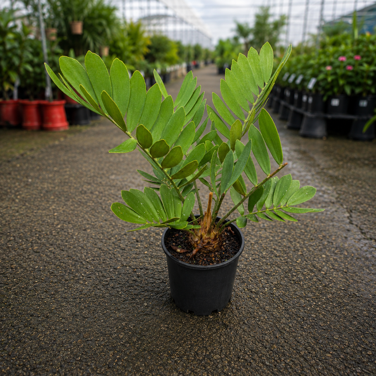 Zamia furfuracea (Cardboard Palm)