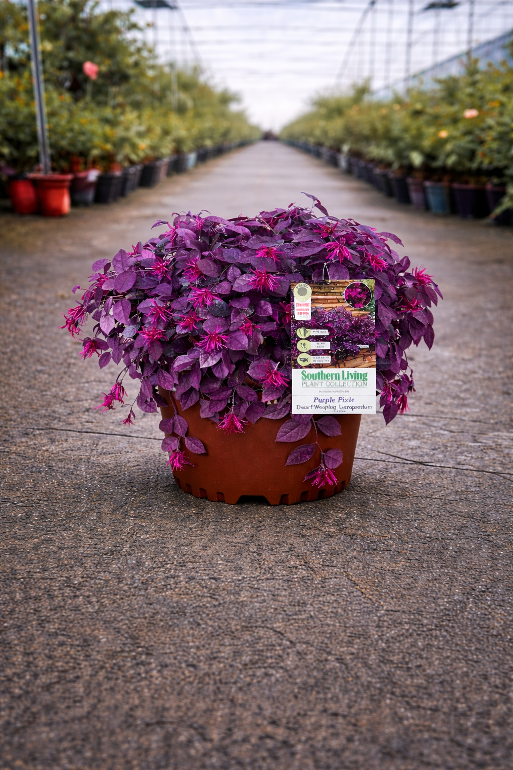 Loropetalum Purple Pixie shrub with vibrant purple foliage, grown by The Nurso, showcasing dense, decorative plant leaves.