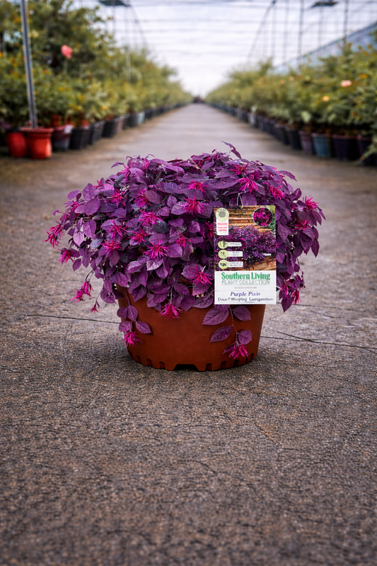 Loropetalum Purple Pixie shrub with vibrant purple foliage, grown by The Nurso, showcasing dense, decorative plant leaves.
