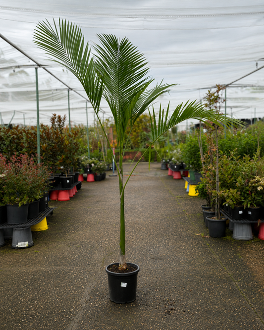 Euterpe edulis (Jucara Palm) leaves with green fronds, natural tropical plant image by The Nurso.