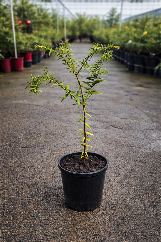 Araucaria bidwillii Bunya Pine seedling with lush green foliage, cultivated by The Nurso, showing detailed needle-like leaves and cone.