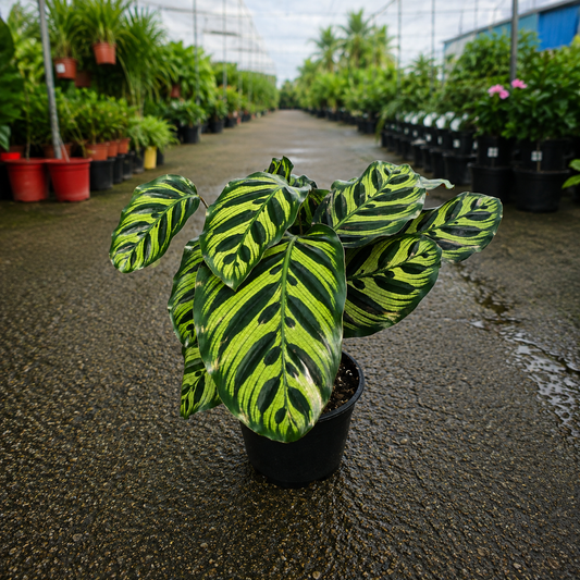 Calathea makoyana (Peacock Plant)