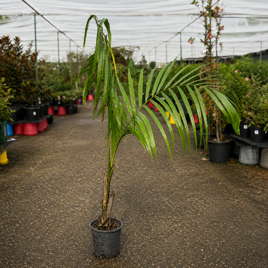 Healthy Roystonea regia Royal Palm tree by The Nurso, showcasing its tall, lush green trunk and elegant fronds.