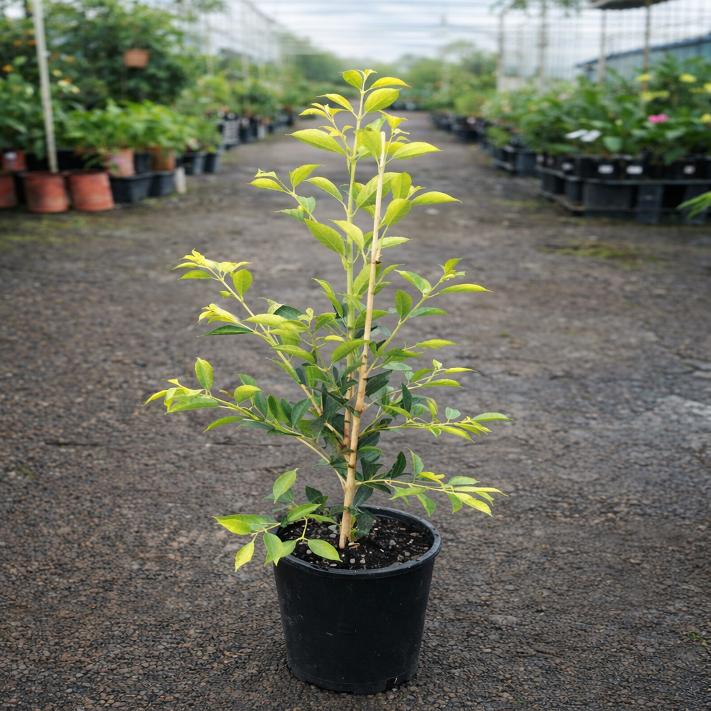Green Acmena ‘Sublime’ Lilly Pilly shrub with lush foliage, healthy leaves, and vibrant growth, from The Nurso.
